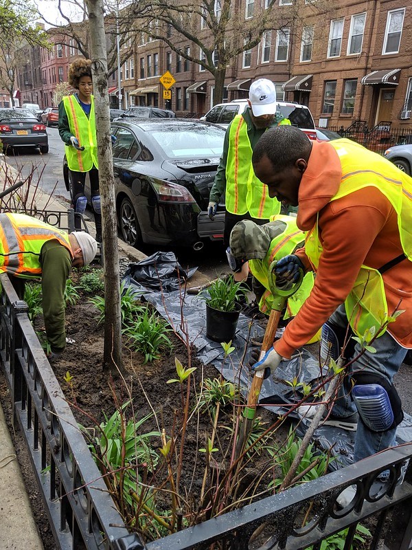 Rain Garden Stewardship Program. Photo Credit: NYC Department of Environmental Protection